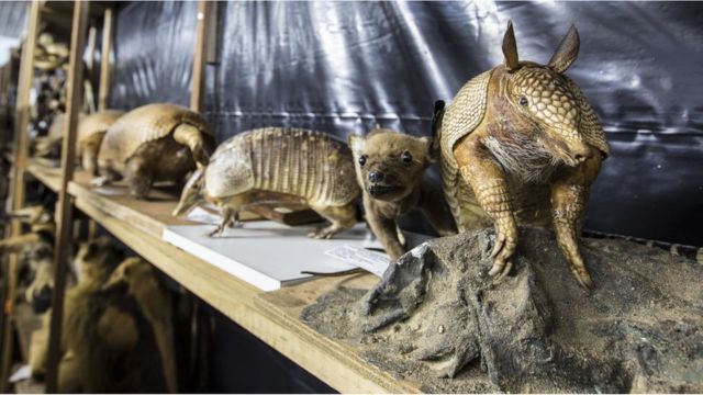 _91218598_ranalli_bbc-21