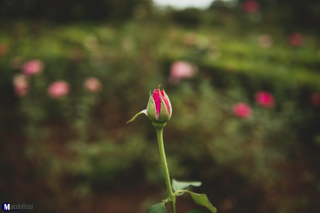 detalhe-do-jardim-das (1)