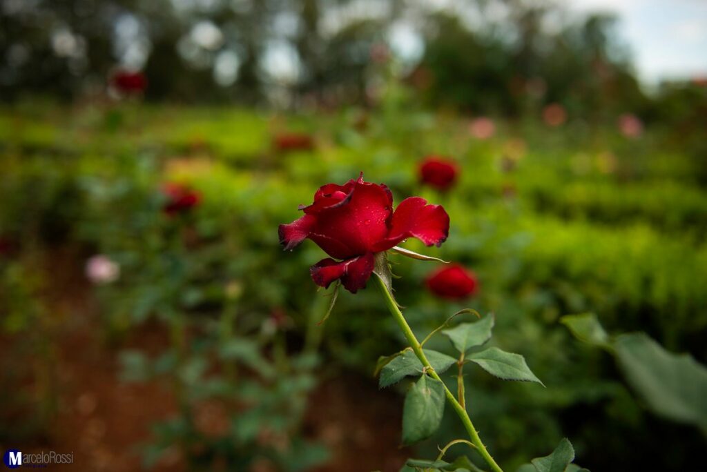 detalhe-do-jardim-das