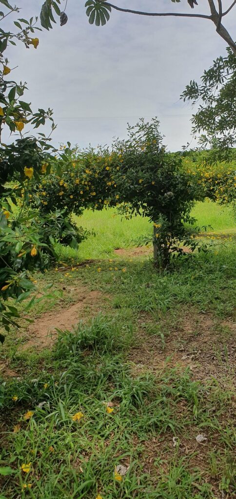 parque-vila-do-cafe (5)