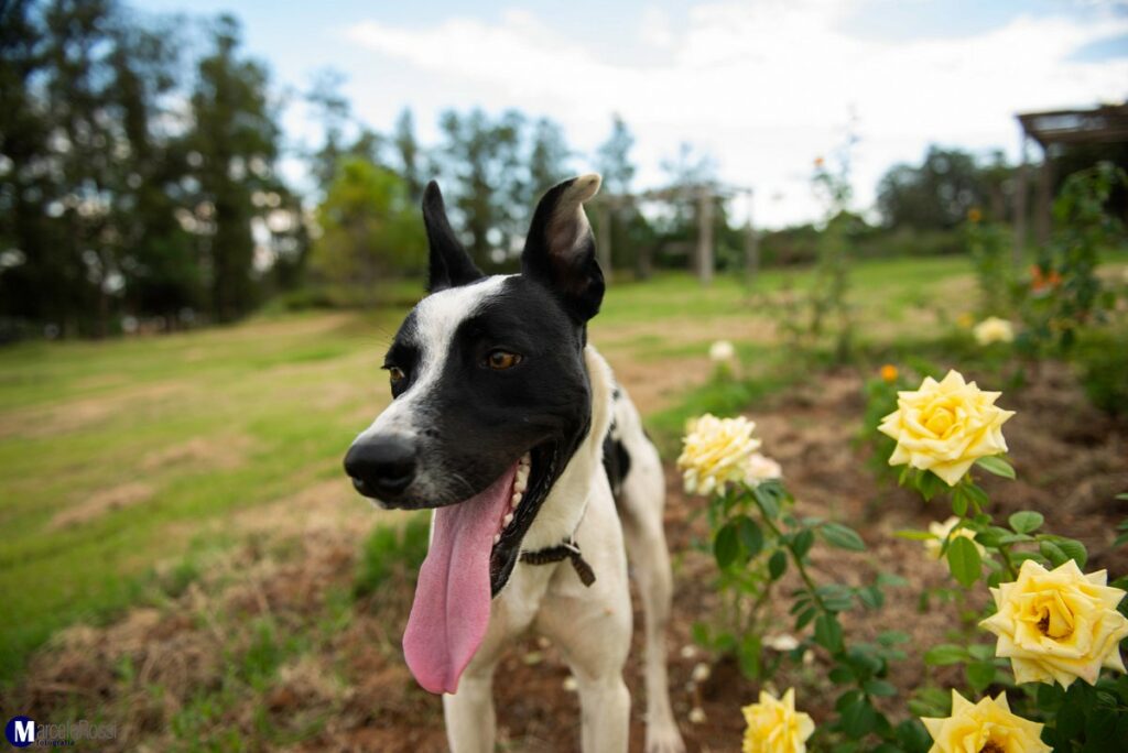 zorro-no-nosso-novo-jardim